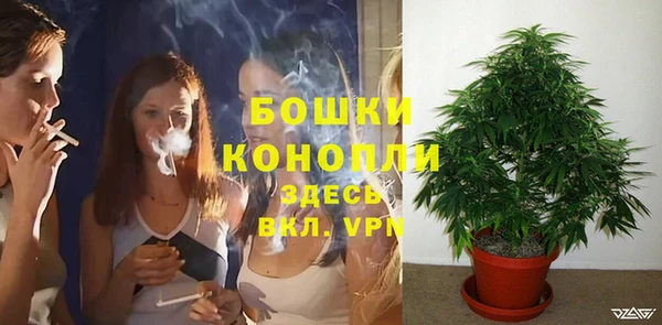 прущие грибы Беломорск